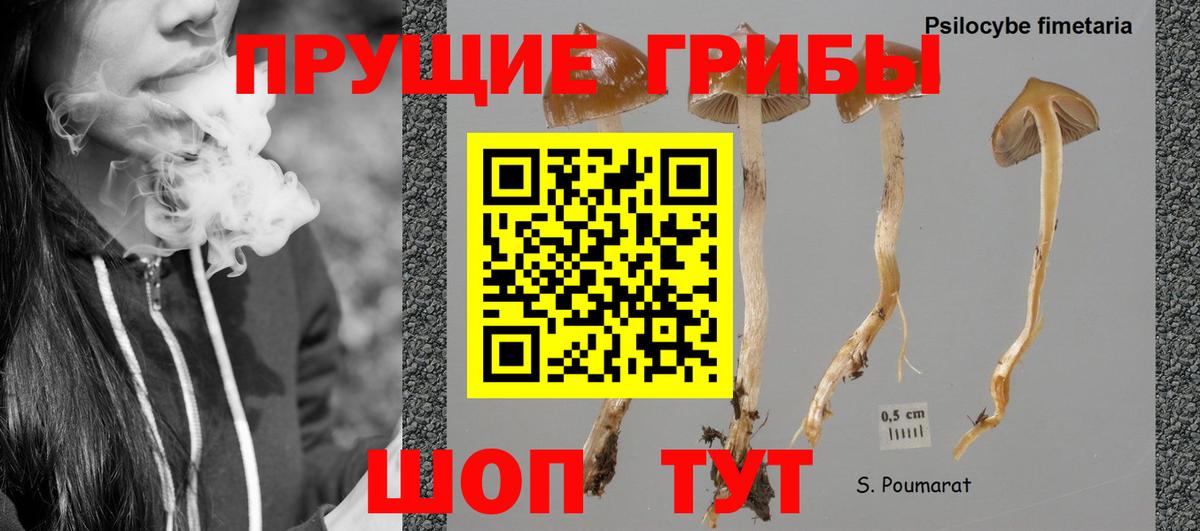 Псилоцибиновые грибы Psilocybe Борзя